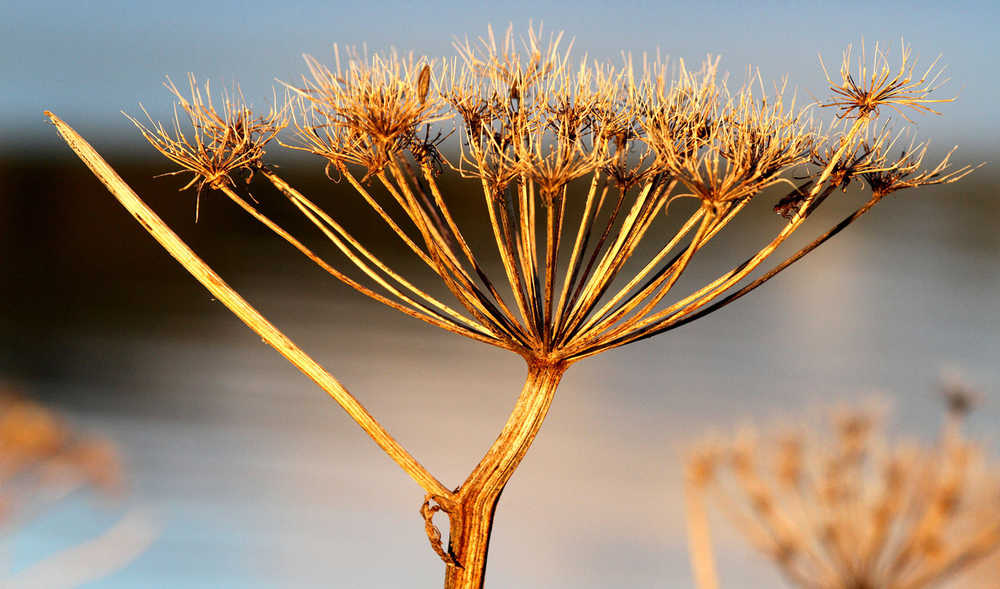 Cow parsnip gone to seed, out the road.