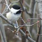 Black capped chickadee, Potter Marsh, Anchorage, late September.
