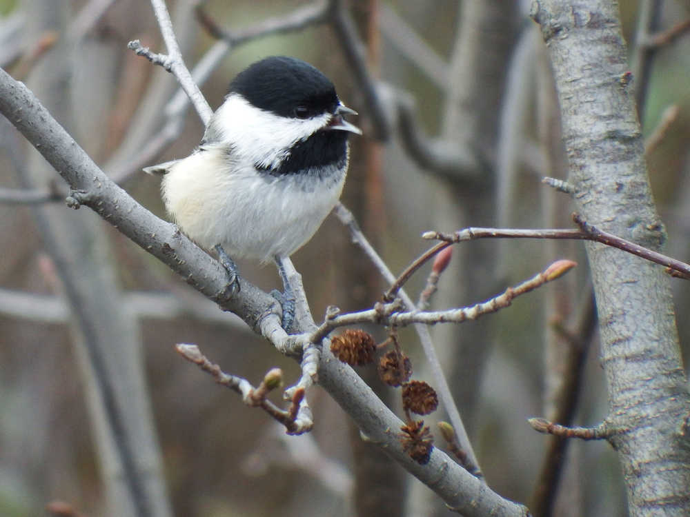 Black capped chickadee, Potter Marsh, Anchorage, late September.