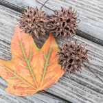 Maple leaf and seed pods on a park bench.