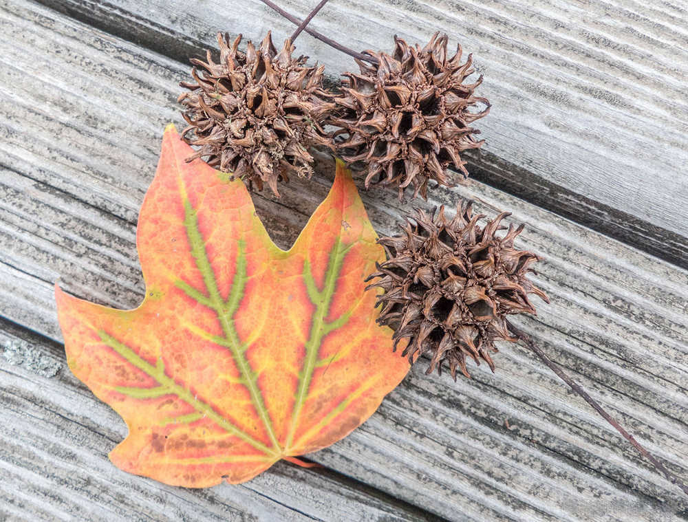 Maple leaf and seed pods on a park bench.