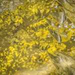 Gold-colored leaves reflected in a rain puddle.