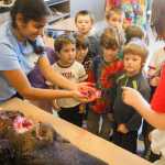 Gustavus Senior Aishu Cozby shows the Gustavus K/1 class what moose brains look, and smell, like on Sept. 29.
