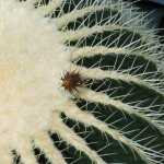 Cactus in the Volunteer Park Conservatory, Seattle.