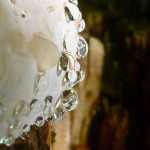 Seven year old M. Miller used a Lumix point and shoot to take this photo of bear bread with rain on it.
