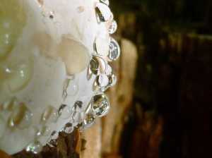 Seven year old M. Miller used a Lumix point and shoot to take this photo of bear bread with rain on it.