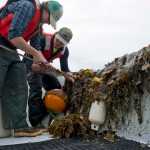 Technicians Tamsen Peeples, left, and Eric Fagerstrom measure seaweed at test beds in July for a joint project between the Unversity of Alaska and Premium Oceanic.