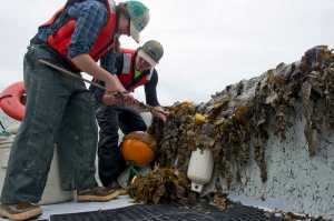 Technicians Tamsen Peeples, left, and Eric Fagerstrom measure seaweed at test beds in July for a joint project between the Unversity of Alaska and Premium Oceanic.