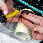 Seaweed spores impanted on cord are readied to be lowered in test beds near Coghlan Island for a joint project between the Unversity of Alaska and Premium Oceanic.