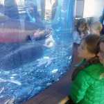Harper Rodriquez and her mother, Kim St. Sure, look at the fish tank during a class field trip by Semra Deaner's Auke Bay Elementary School kindergarten class to Douglas Island Pink and Chum salmon hatchery on Monday.