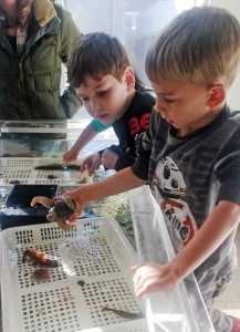 Vince Nizich, right, examines a starfish during a class field trip by Semra Deaner's Auke Bay Elementary School kindergarten class to Douglas Island Pink and Chum salmon hatchery on Monday.