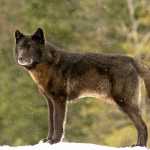 Romeo howls in front of the Mendenhall Glacier in Juneau. The black wolf who frequented the Mendenhall Glacier area - and was known for his interactions with local dogs and people - will be the center of an upcoming exhibit  at the Mendenhall Glacier Visitor Center on wolves. The exhibit will not focus on any particular wolf.
