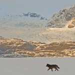 Romeo walks on the frozen Mendenhall Lake.