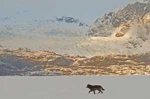 Romeo walks on the frozen Mendenhall Lake.