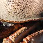 This crab shell is a lovely treasure.