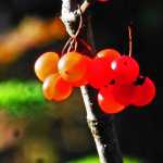 Little red globes of high bush cranberries glow in morning sunshine in Spaulding Meadow.