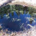 Pond grasses and spruce reflections in Spaulding Meadow.