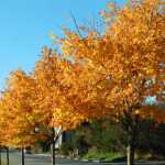 A lineup of golden autumn trees by the Juneau Empire building.