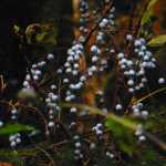 Plump lavender-blue currants cascade downward on Salmon Creek trail.