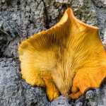 A colorful embedded mushroom.