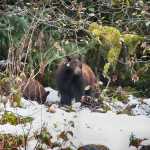 A cinnamon-colored black bear sow in the snow with one of her three cubs at the Mendenhall Glacier.