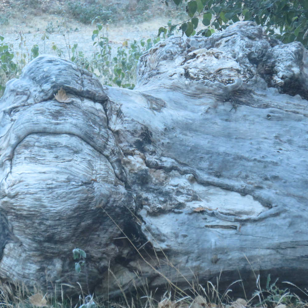 Tree burls found in the woods.