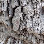 A study in texture: The rough and craggy base of a palm tree.