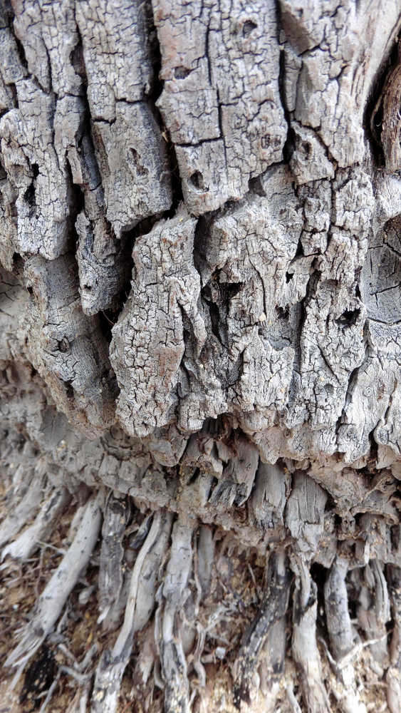 A study in texture: The rough and craggy base of a palm tree.