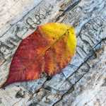 Colorful leave and beetle etchings.