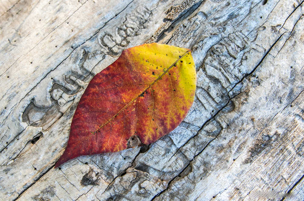 Colorful leave and beetle etchings.