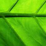 A close up of a leaf from the greenhouse of the Hillwood Estate, Washington D.C.