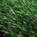 Cat tails from the Bunker Sands mitigation wetland, Texas.