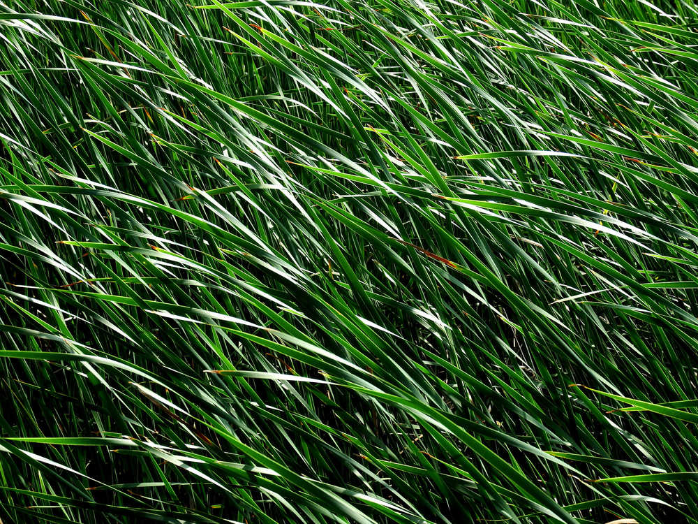 Cat tails from the Bunker Sands mitigation wetland, Texas.