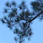 Looking up at a pine tree branch.