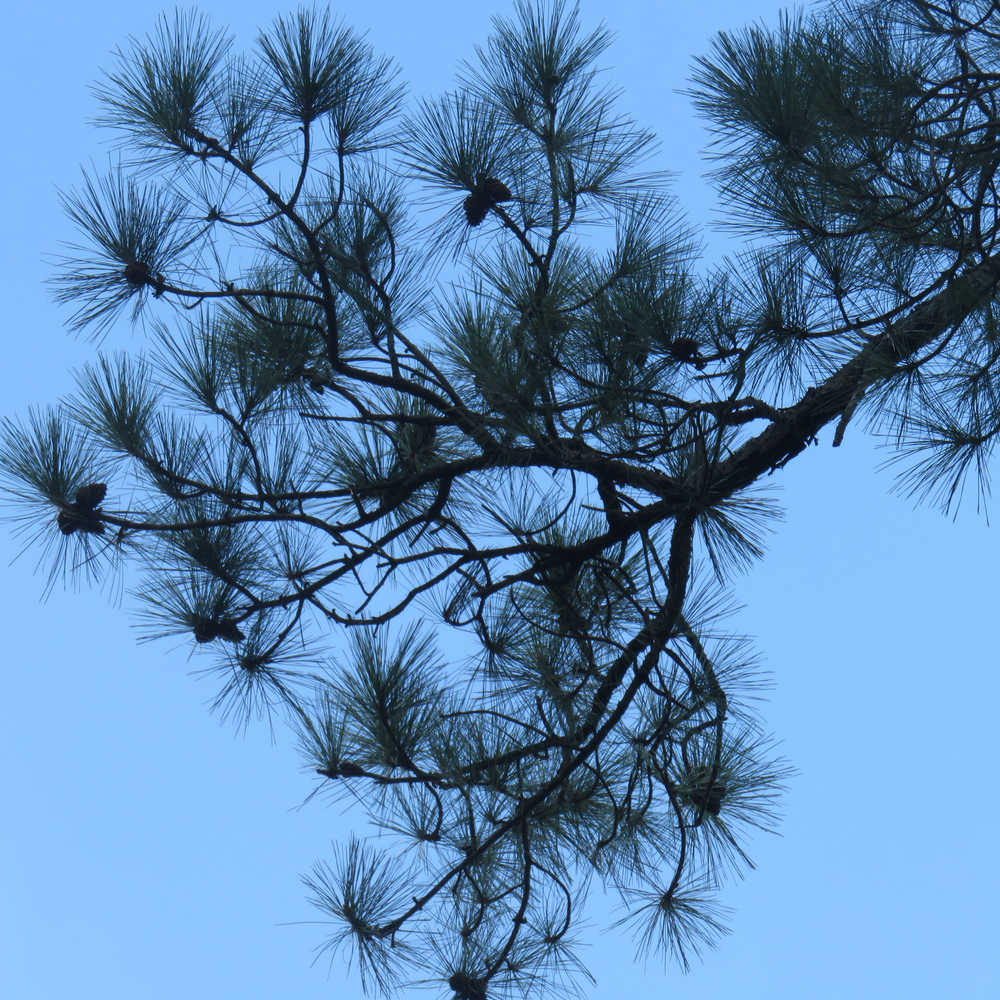 Looking up at a pine tree branch.
