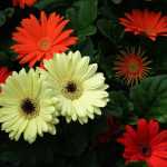 Gerbera daisies sport fall colors.