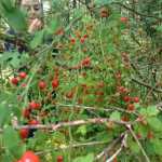 A girl samples berries from a prolific huckleberry bush.