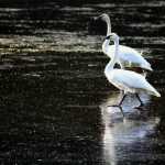 Two tundra swans, Amalga Saltchuck.