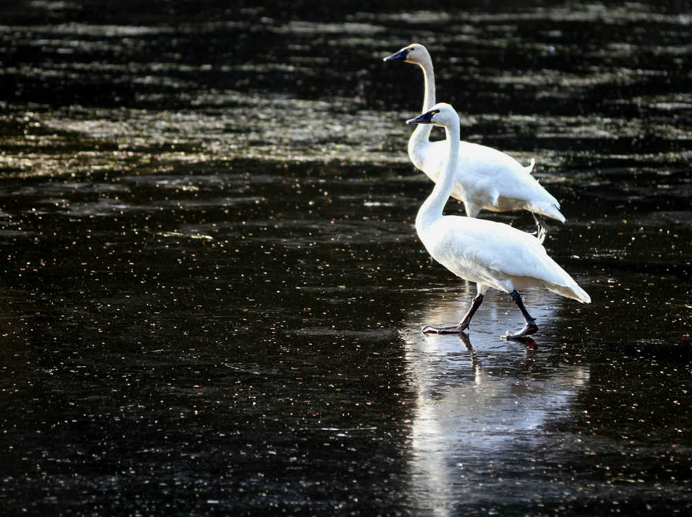 Two tundra swans, Amalga Saltchuck.