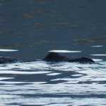 Sea otters in Halibut Cove in late September.