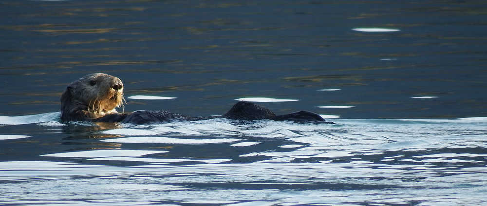 Sea otters in Halibut Cove in late September.