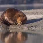 A beaver sun bathing on the shore of Mendenhall Glacier lake on monday late afternoon.