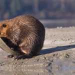 A beaver rubbing his tail on his face at Mendenhall Glacier Lake late afternoon Monday.