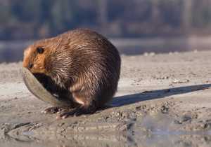 A beaver rubbing his tail on his face at Mendenhall Glacier Lake late afternoon Monday.
