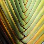 Palm frond symmetry, Honolulu.