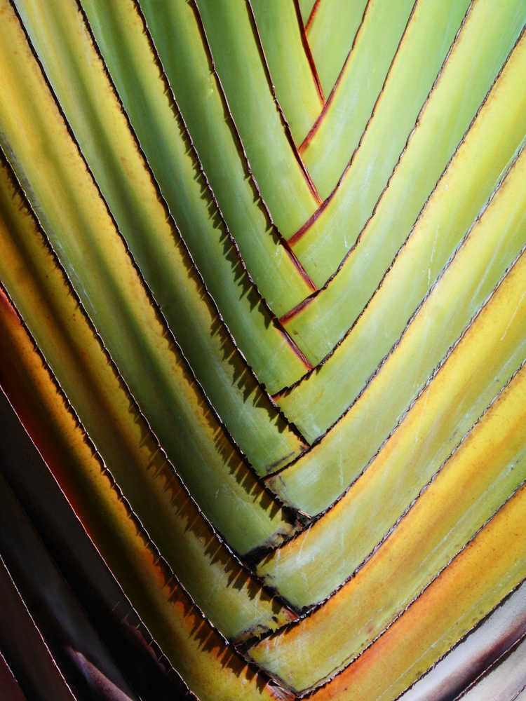 Palm frond symmetry, Honolulu.