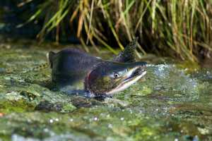 A male pink salmon fights its way up stream to spawn in a Southeast Alaska stream in August 2010.