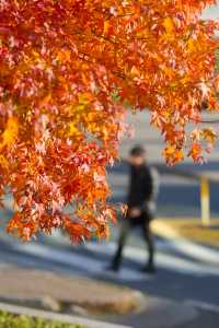 A downtown tree lights up with the color of fall on Friday.