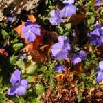 October ansies are alive and well in downtown Juneau.