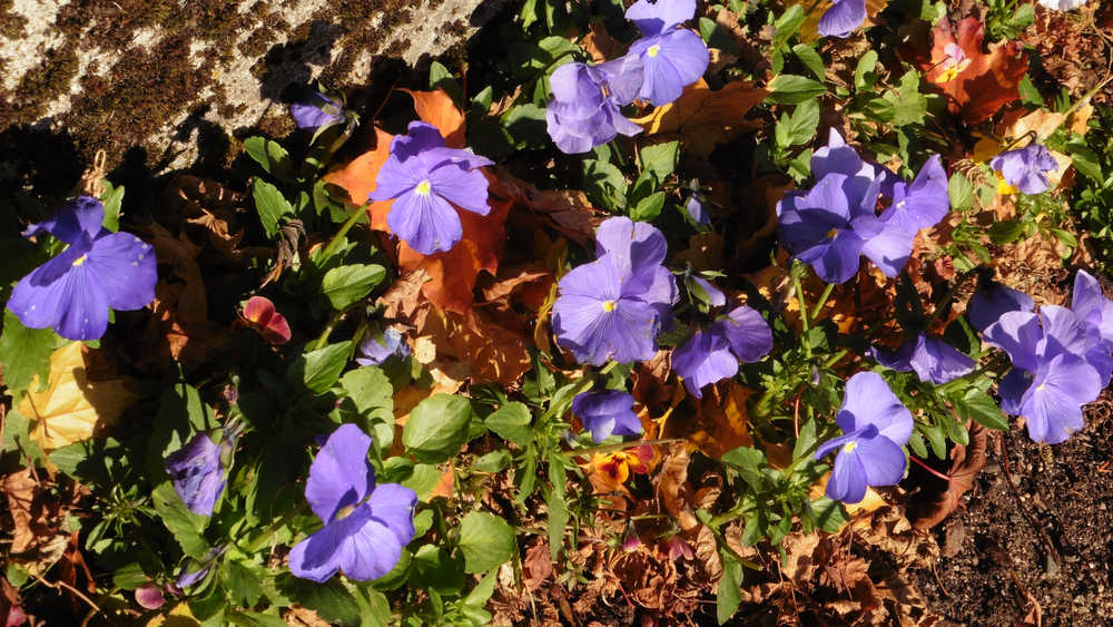October ansies are alive and well in downtown Juneau.